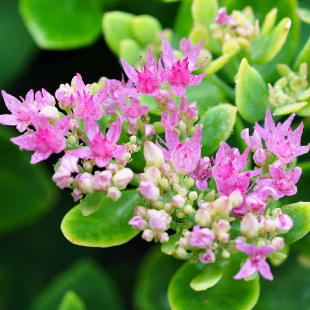 Hylotelephium spectabile 'Stardust' (was Sedum)