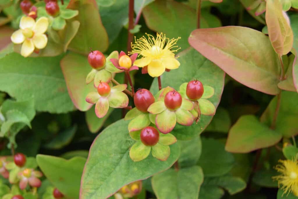 Hypericum androsaemum