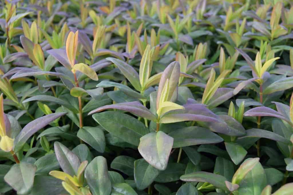 Hypericum calycinum