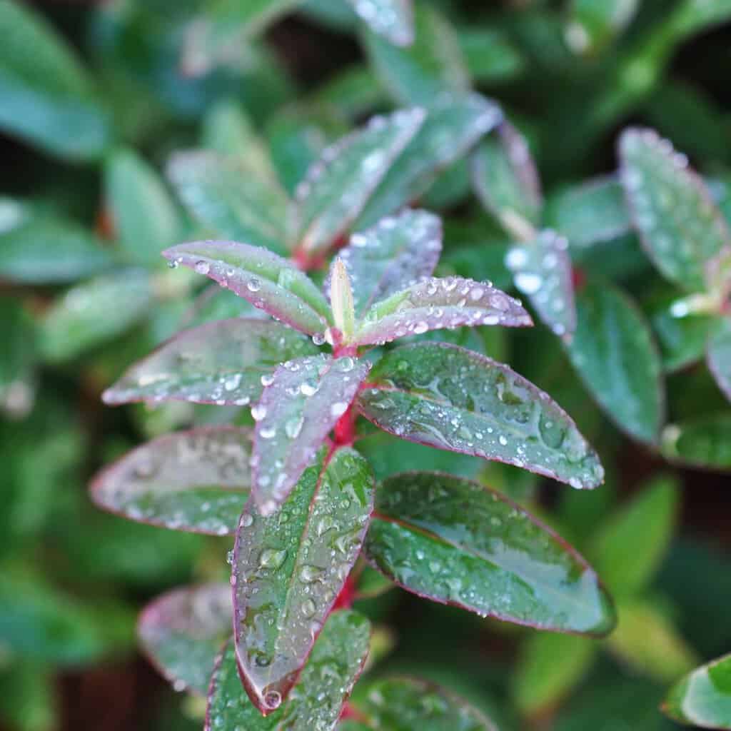 Hypericum x hidcoteense 'Hidcote'