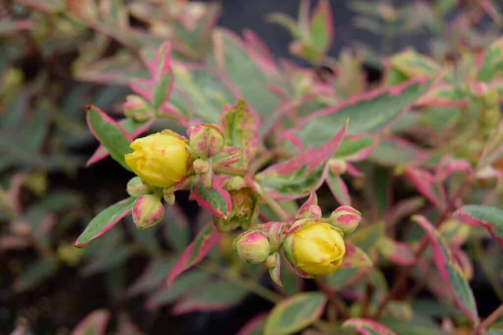 Hypericum x moserianum 'Tricolor'