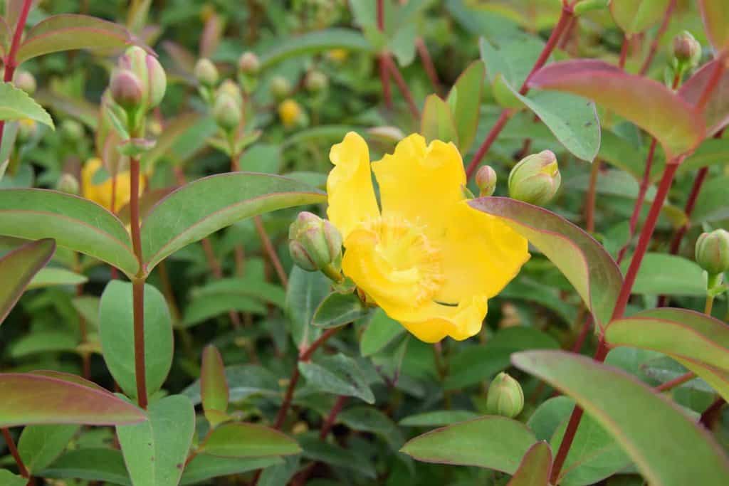 Hypericum x moserianum