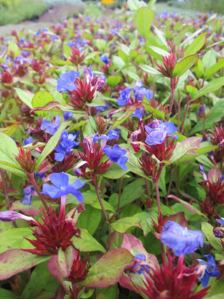 Ceratostigma plumbaginoides ---