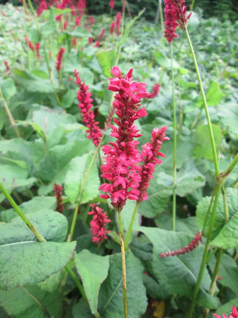 Persicaria amplexicaulis 'Fat Domino' ®