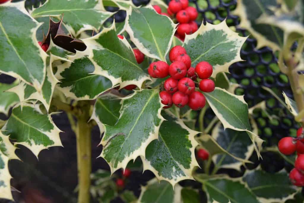 Ilex aquifolium 'Argentea Marginata'