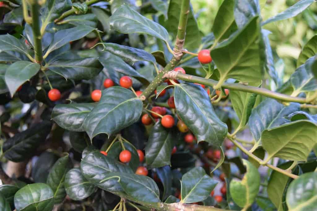 Ilex aquifolium 'Nellie R Stevens'