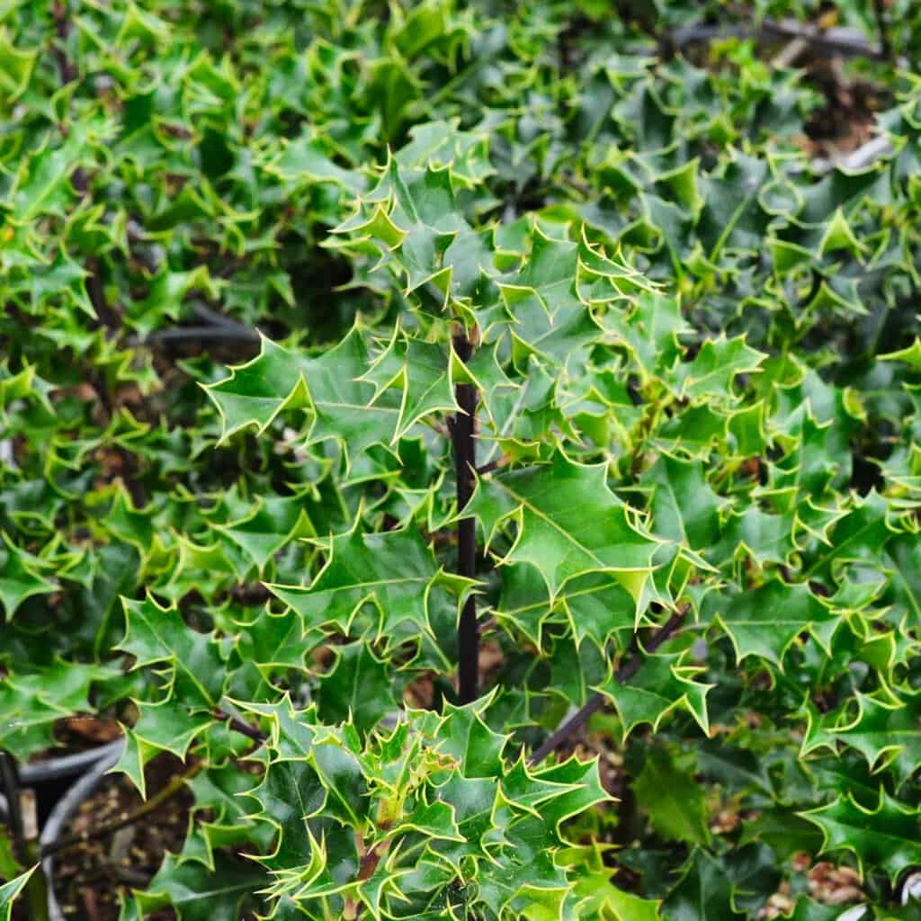 Ilex aquifolium