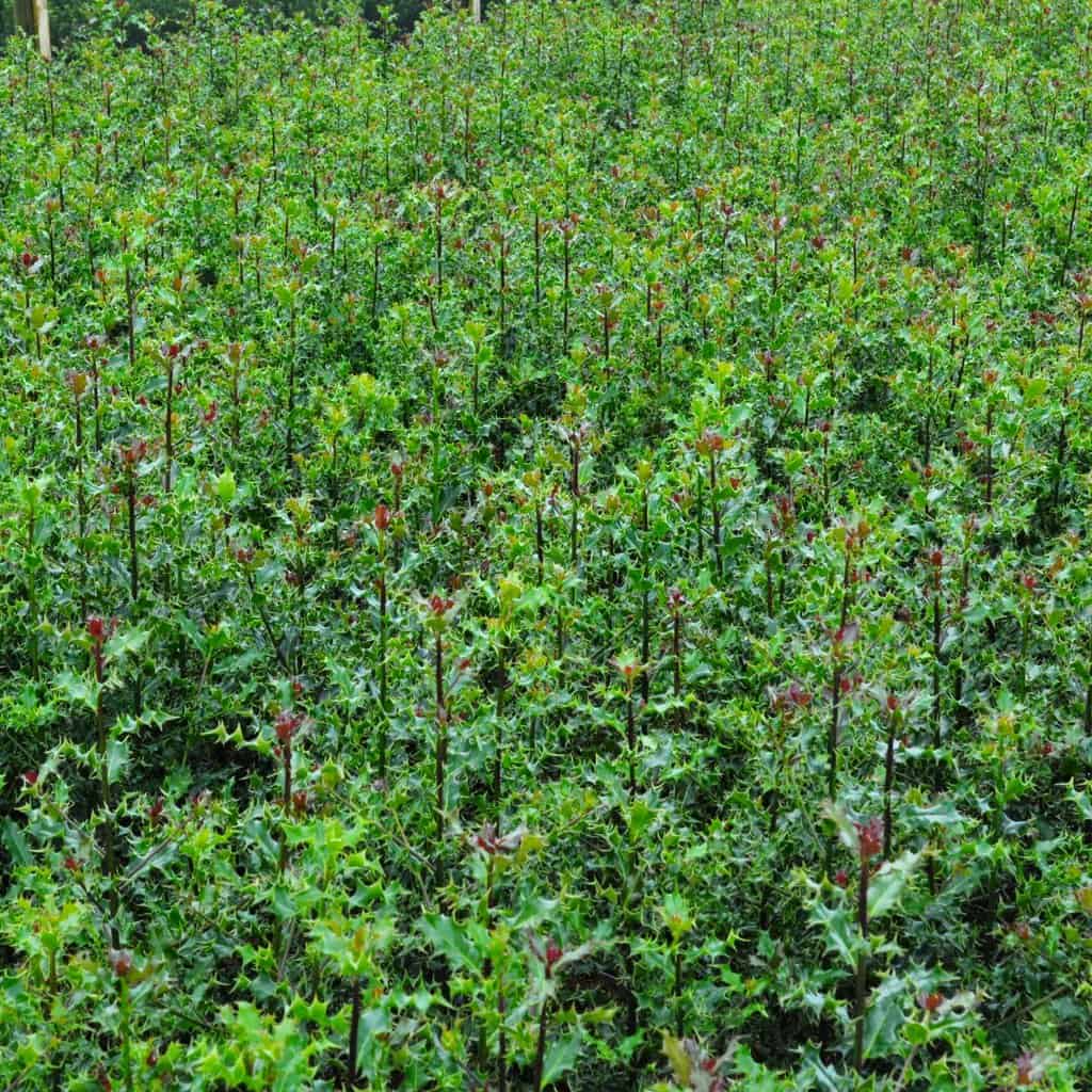 Ilex aquifolium