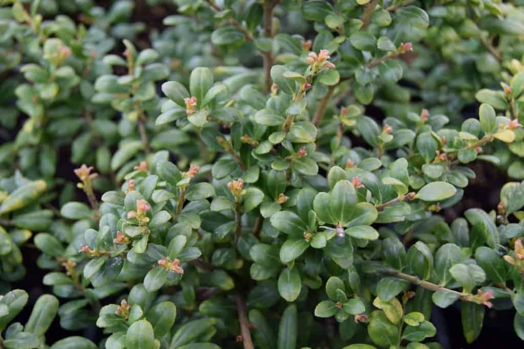 Ilex crenata 'Convexa'