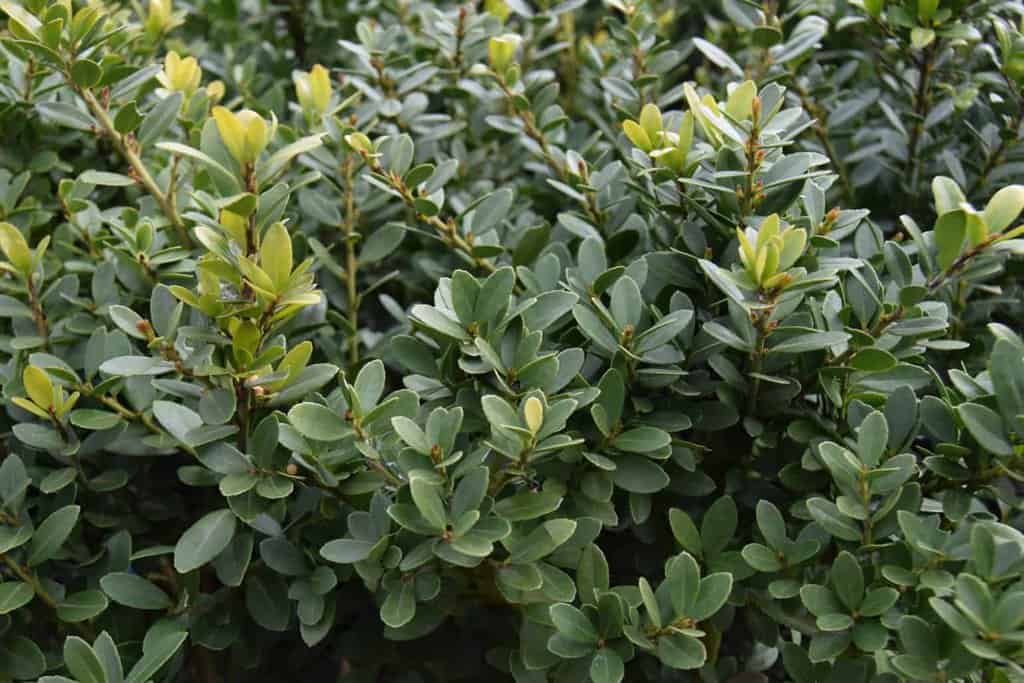 Ilex crenata 'Dark Green'