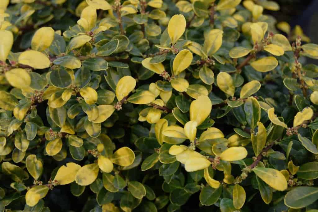 Ilex crenata 'Golden Gem'
