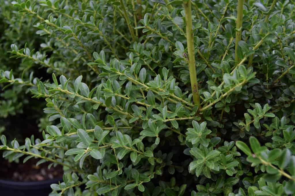 Ilex crenata