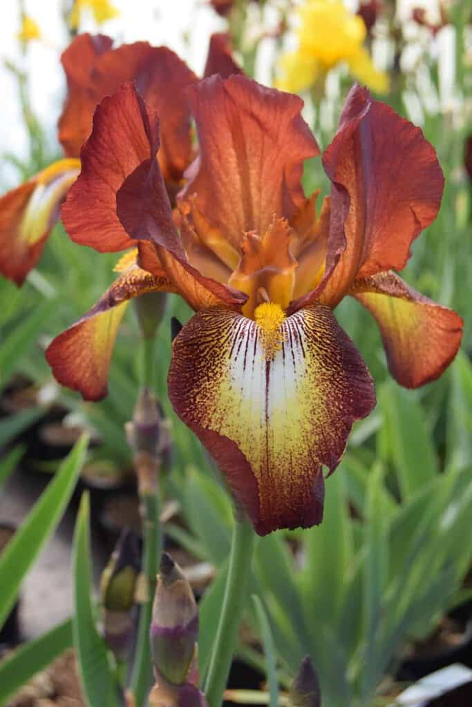 Iris 'Kent Pride'