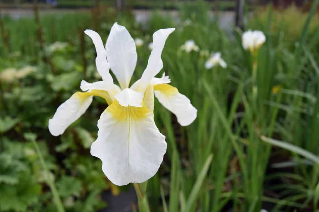 Iris sanguinea 'Snow Queen'