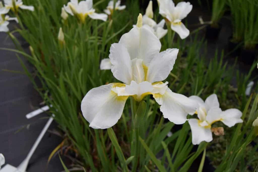 Iris sibirica 'White Swirl'