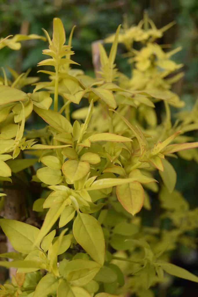 Jasminum officinale Fiona Sunrise ('Frojas') <span class="hidden specialOffer"></span>