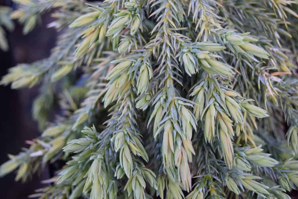 Juniperus squamata 'Blue Carpet'
