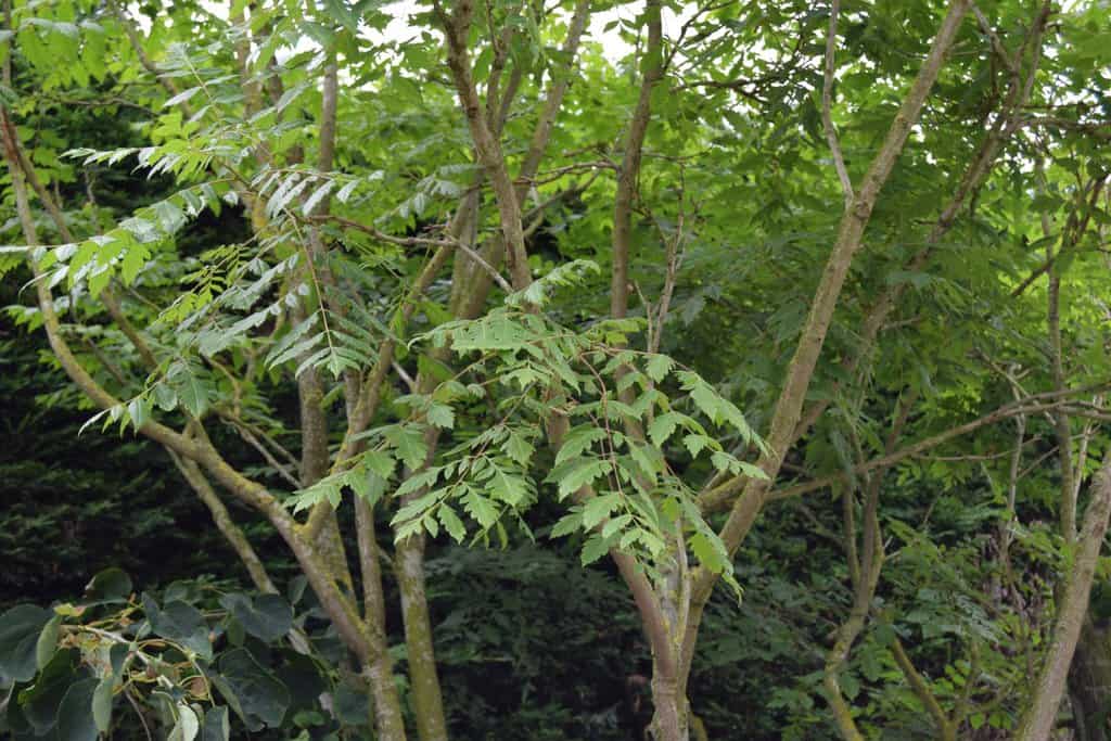 Koelreuteria paniculata