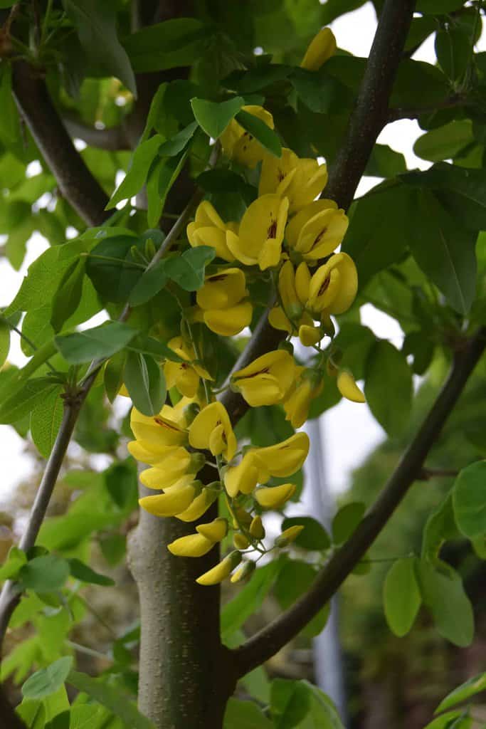 Laburnum x watereri 'Vossii'