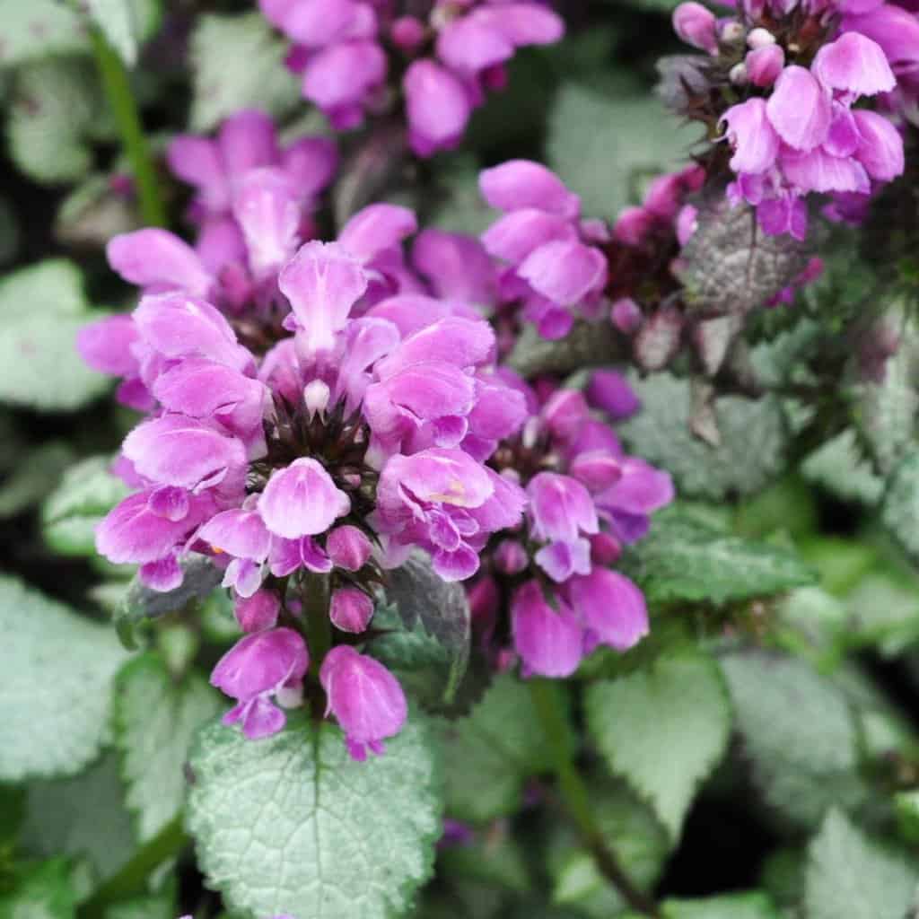 Lamium maculatum 'Beacon Silver'