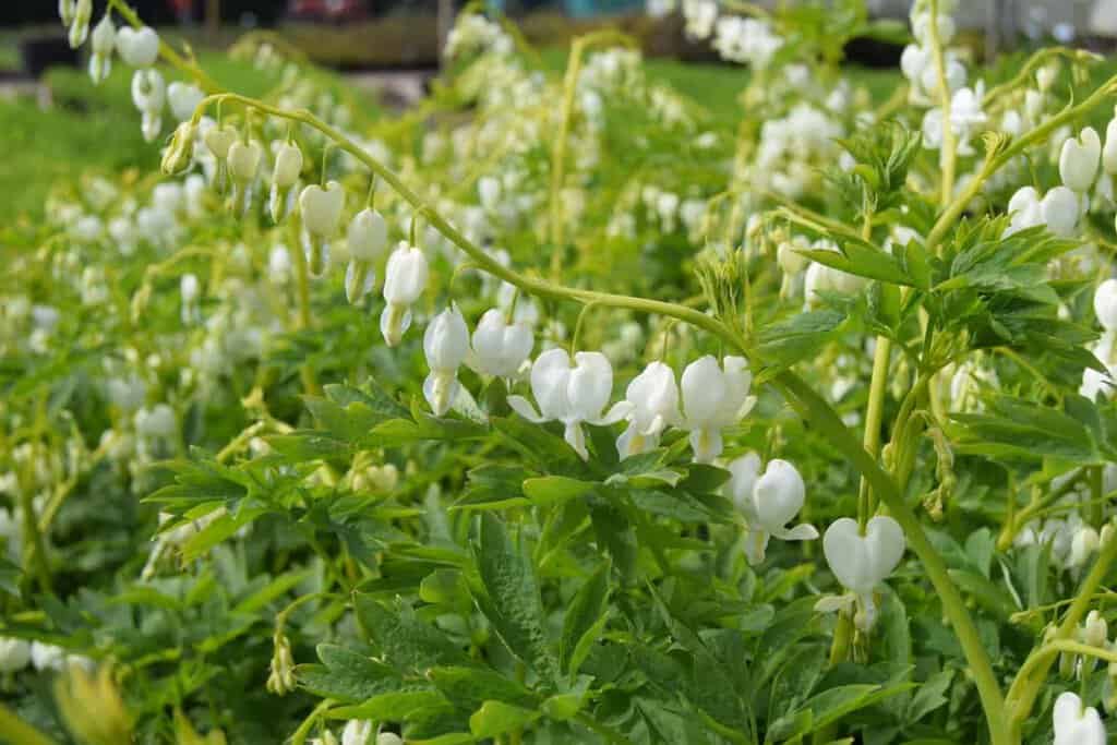 Lamprocapnos spectabilis 'Alba'