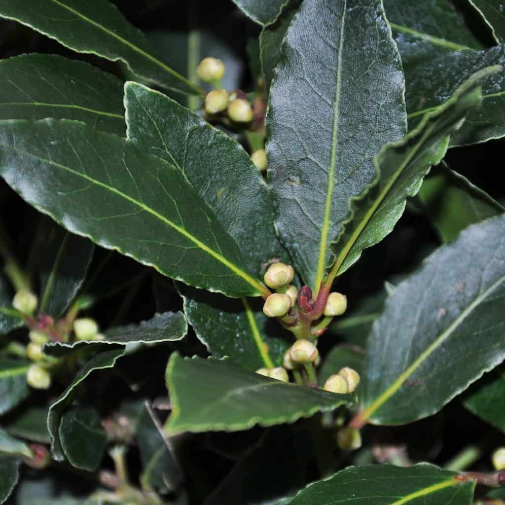 Laurus nobilis <span class="hidden specialOffer"></span>