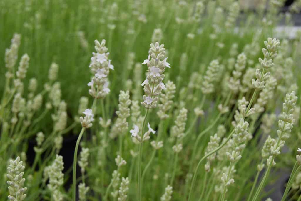 Lavandula angustifolia 'Alba'