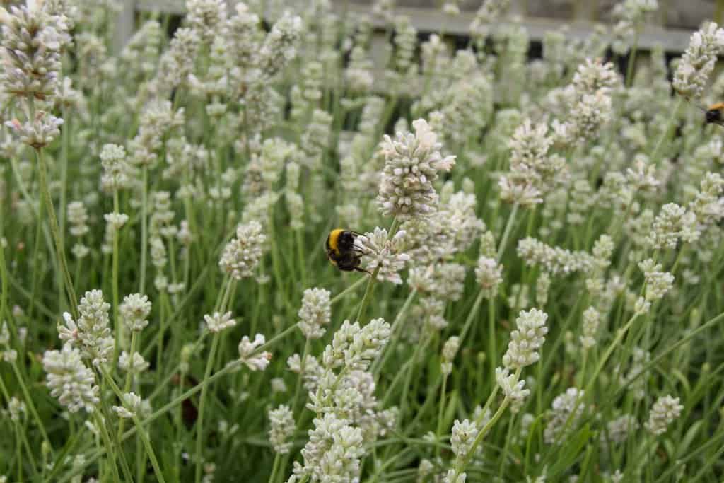 Lavandula angustifolia 'Arctic Snow'