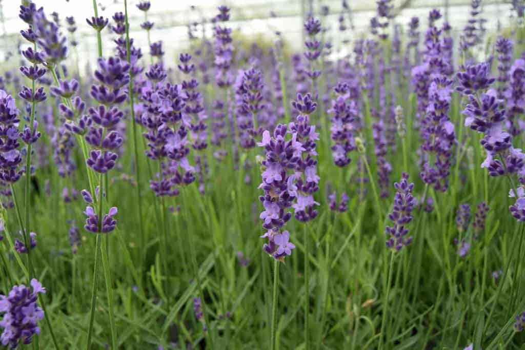 Lavandula angustifolia 'Hidcote'