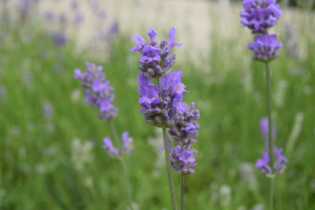 Lavandula angustifolia 'Munstead'