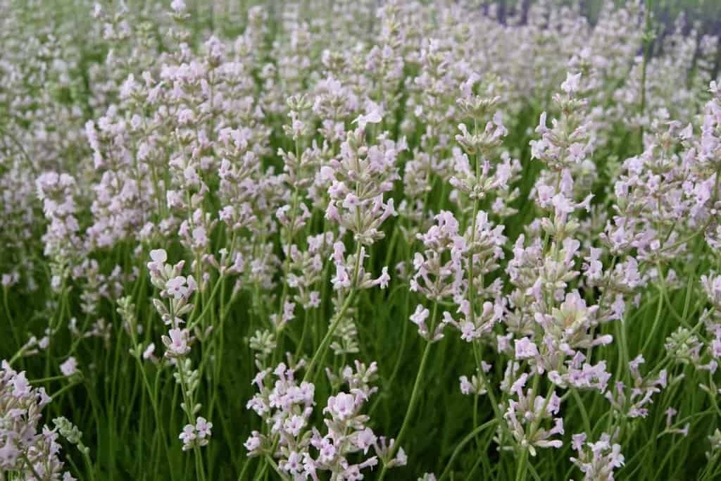 Lavandula angustifolia 'Rosea'