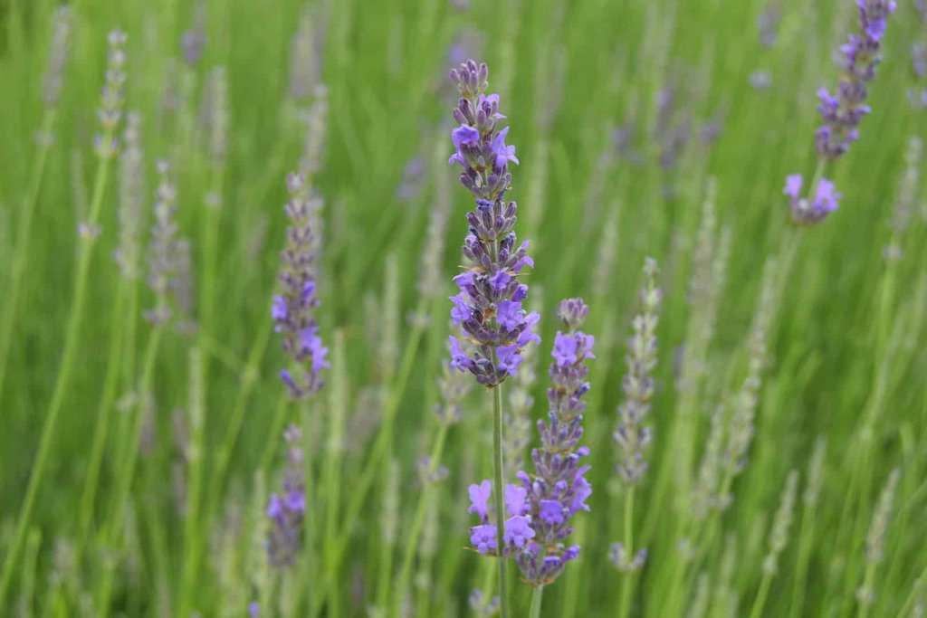 Lavandula angustifolia