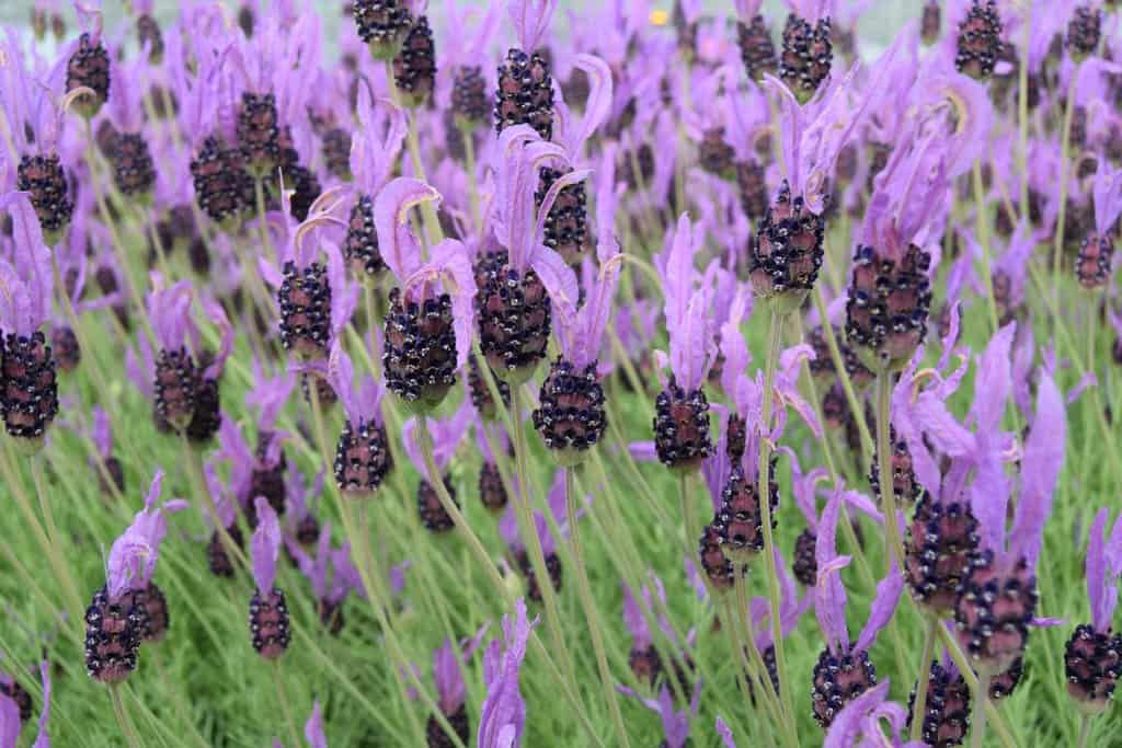 Lavandula stoechas ssp. pedunculata