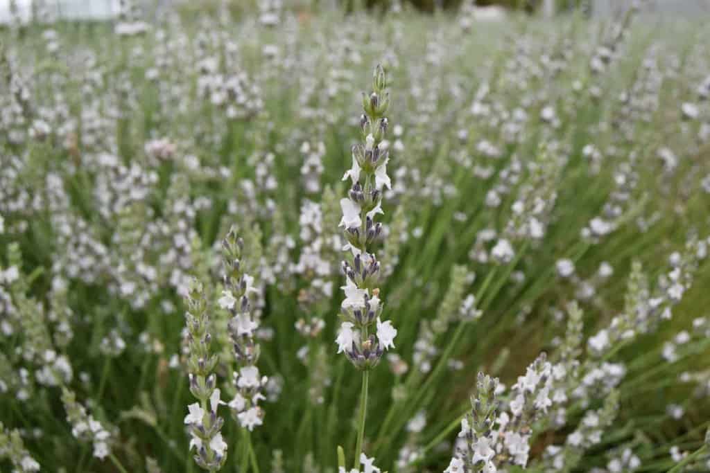 Lavandula x intermedia 'Edelweiss'