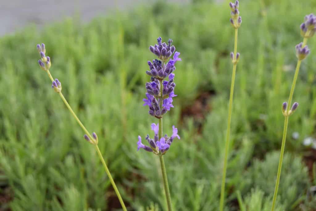 Lavandula x intermedia 'Grosso'