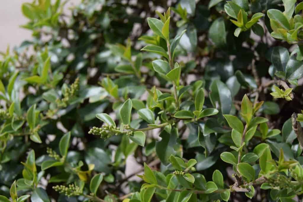 Ligustrum delavayanum