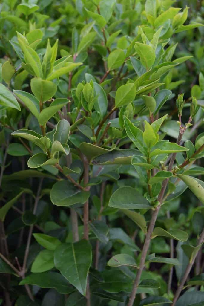 Ligustrum ovalifolium