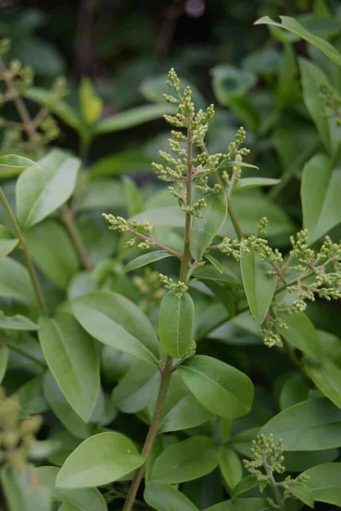 Ligustrum vulgare