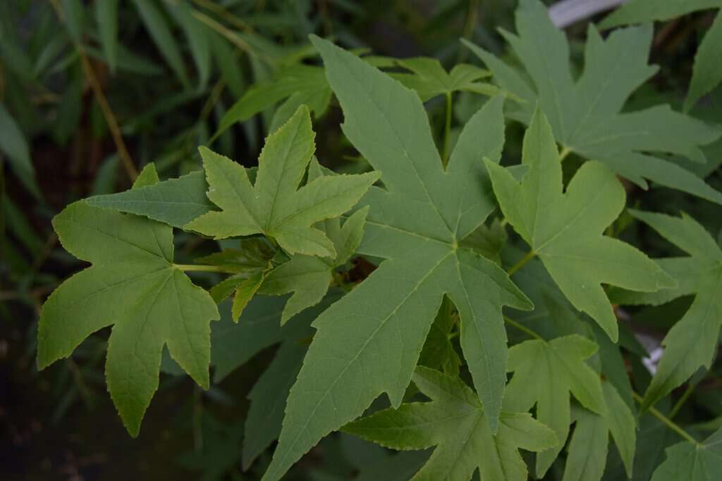 Liquidambar styraciflua 'Worplesdon'