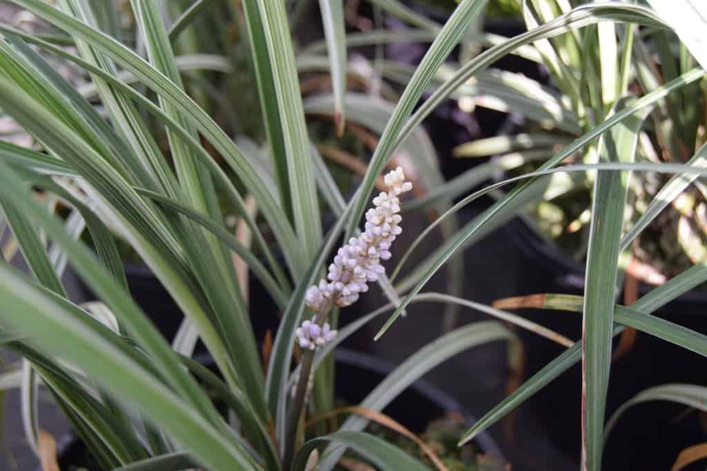 Liriope spicata 'Gin-ryu'