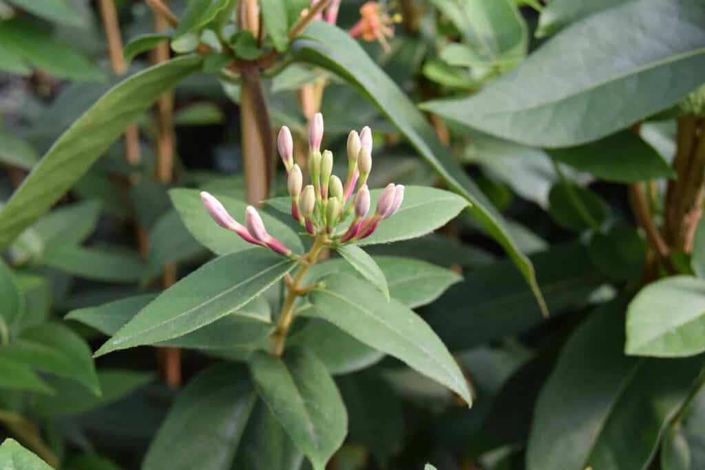 Lonicera henryi