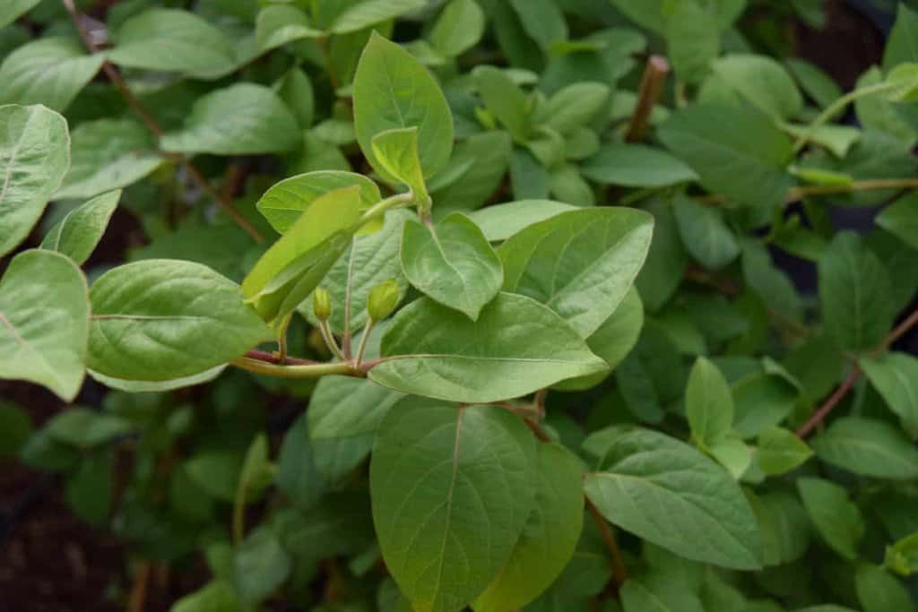 Lonicera japonica 'Halliana'