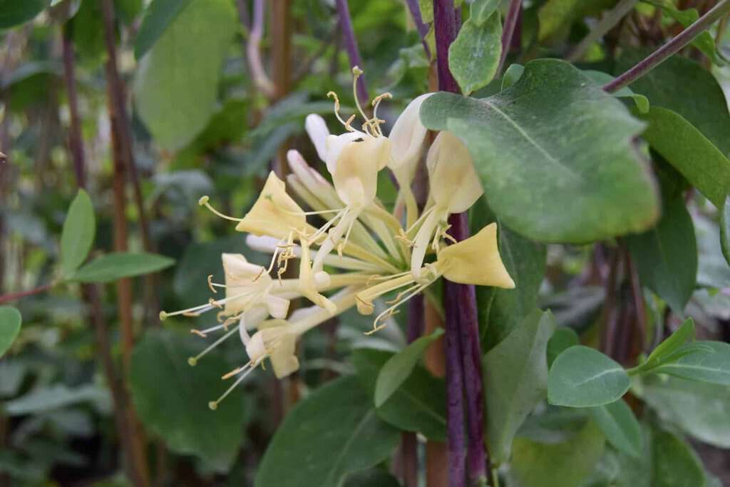 Lonicera periclymenum 'Graham Thomas'