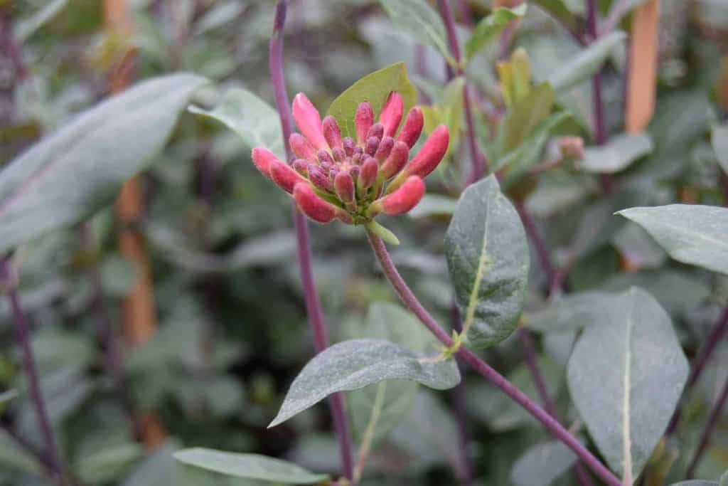 Lonicera periclymenum 'Serotina'