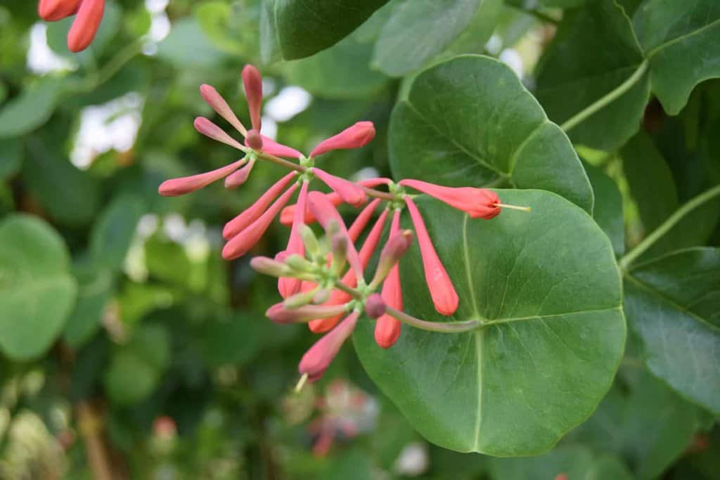 Lonicera x brownii 'Dropmore Scarlet'