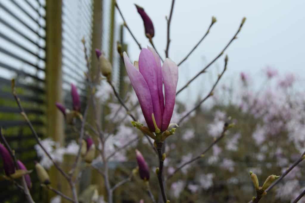 Magnolia 'Susan'