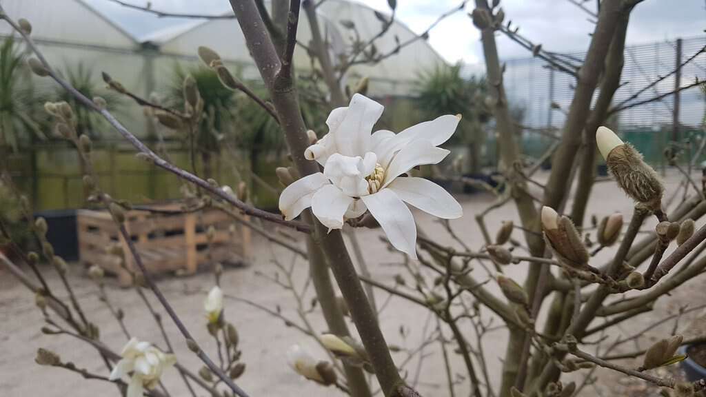 Magnolia stellata