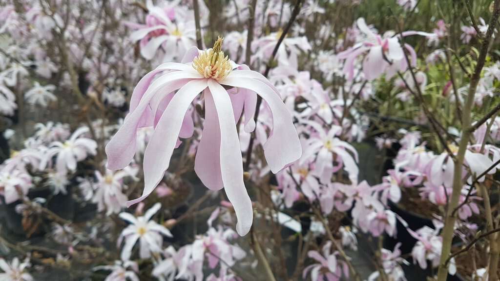 Magnolia x loebneri 'Leonard Messel'