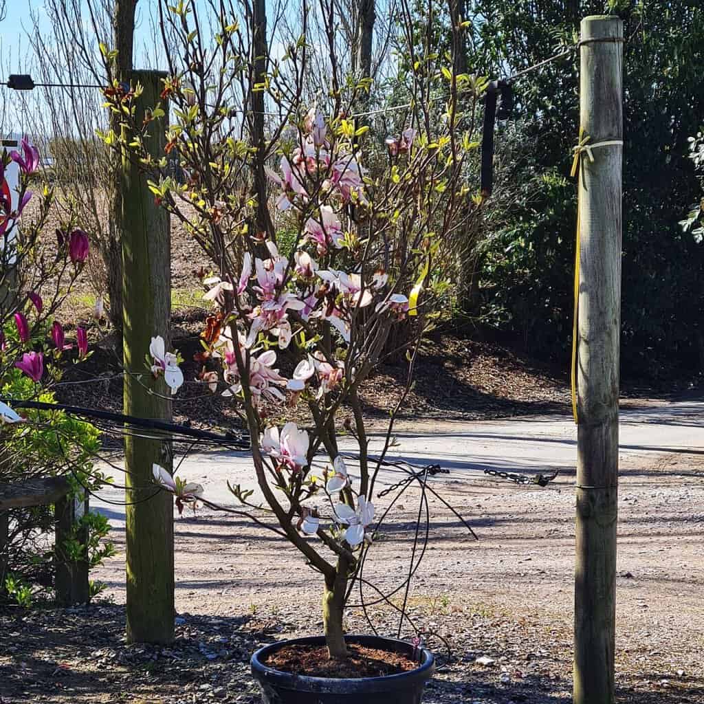 Magnolia x soulangeana