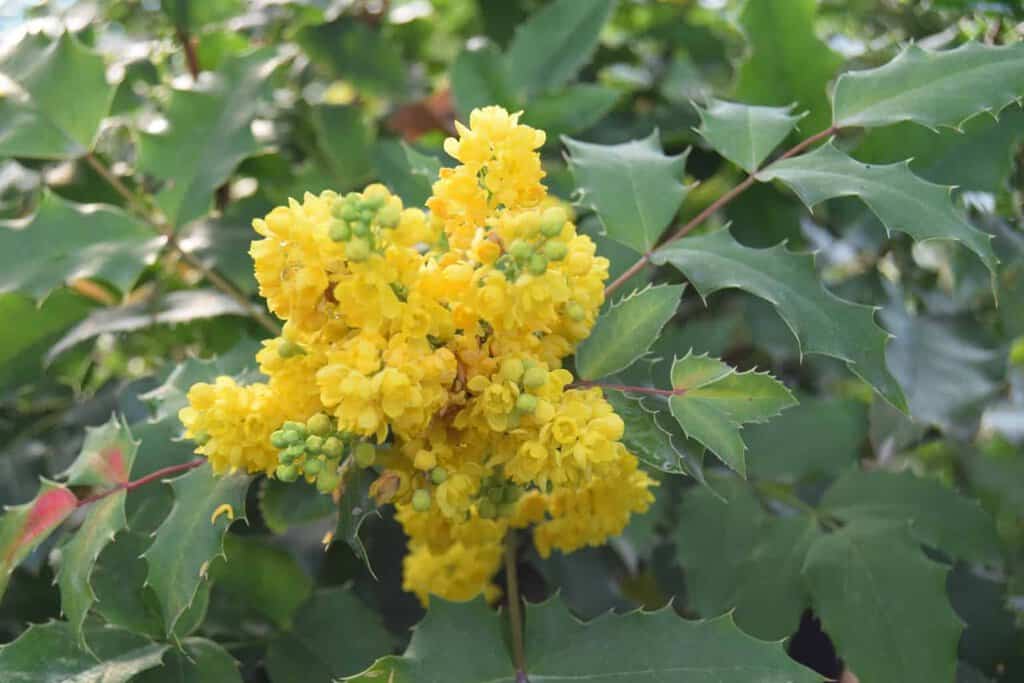 Mahonia aquifolium